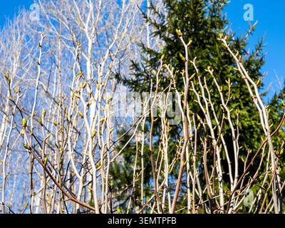 ramoscelli di alberi con gemme e abeti verdi e cielo blu sullo sfondo della foresta nella soleggiata giornata primaverile Foto Stock