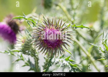 Due api che si nutrono di un fiore di cardo viola in un prato illuminato dal sole, foto da vicino della natura con foglie spinose e morbido sfondo verde sfocato. Foto Stock