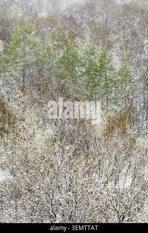 sfondo naturale - sopra la vista degli alberi nella foresta ricoperta di neve dopo le nevicate primaverili Foto Stock