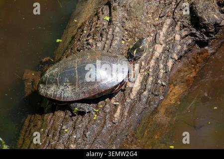Una tartaruga dipinta orientale si crogiola su un tronco in una zona umida alla luce del sole. Foto Stock