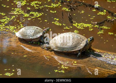 Le tartarughe scorrevoli con orecchie rosse e panciute gialle condividono un tronco in una zona umida di acqua dolce. Foto Stock