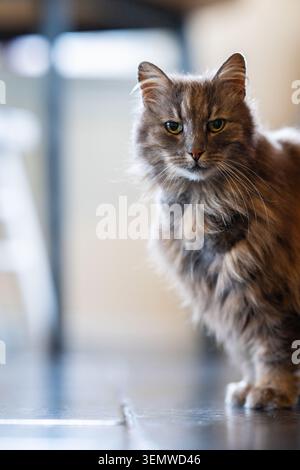 Vecchio gatto della foresta norvegese grigio e peloso Foto Stock