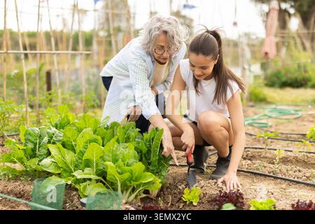 La nonna lavora in giardino con la nipote, hanno infestato i letti Foto Stock