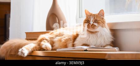 Gatto bianco e arancione soffice che si rilassa su una mensola di legno con libro aperto e vaso alla luce del sole, senso di comfort domestico e rilassamento tranquillo Foto Stock