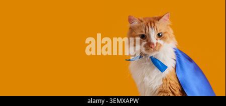 Zenzero e gatto bianco che indossa mantello blu da supereroe e cravatta, concetto di eroe degli animali, potenza e protezione degli animali Foto Stock