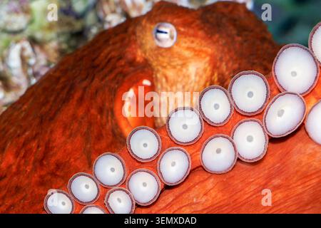 Uno sguardo da vicino ai succhiatori di un polipo gigante del Pacifico, Enteroctopus dolfleini, noto anche come polpo gigante del Pacifico settentrionale, fotografato su una roccia Foto Stock