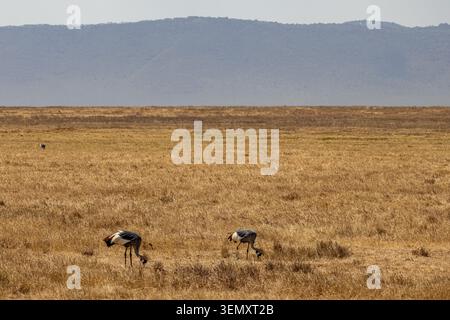 Due gru coronate grigie che si forgiano nell'erba secca della savana del Parco Nazionale del cratere di Ngorongoro in Tanzania Foto Stock