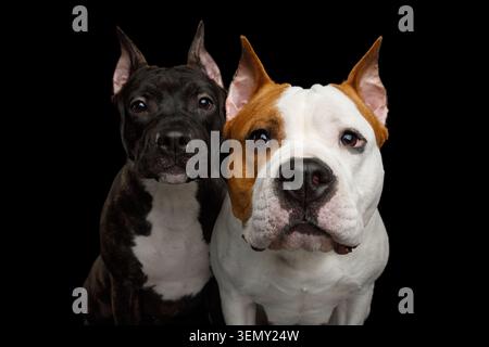 Ritratto di due cani americani Staffordshire Terrier stare in camera su sfondo nero isolato, vista frontale Foto Stock