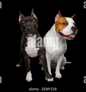 Due American Staffordshire Terrier cani seduti insieme e toccando le zampe isolato su sfondo nero, vista frontale Foto Stock