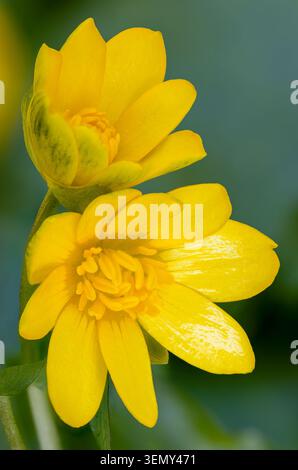Lesser celandine Foto Stock