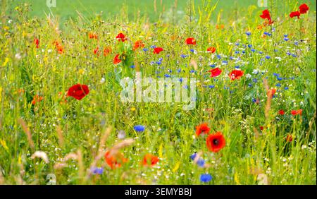 Colorato panorama dei prati floreali dell'inizio dell'estate. Puntini di piante che fioriscono molli come fiordalii, camomilla papavero e erba verde in una luce calda nel Reno Foto Stock