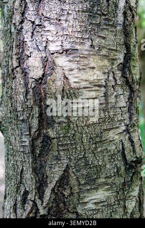 Corteccia di un albero di betulla d'argento (Betula pendula), Sussex, Regno Unito Foto Stock