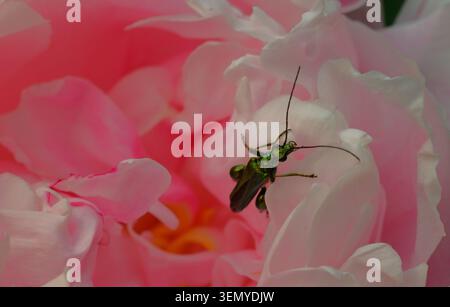 Primo piano di uno scarabeo femminile dalle gambe spesse che esce da una colorata testa di fiori di peonia, con petali di stami rosa, bianco e giallo. Foto Stock
