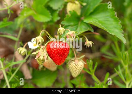 Macro shot di un ramo di pianta di fragola con una vivace bacca rossa matura, piccoli frutti verdi non maturi e un fiore bianco in fiore. La pianta cresce Foto Stock