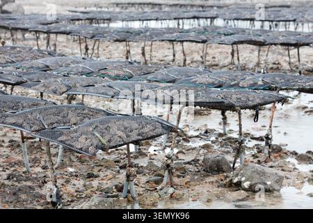 Francia. Normandia. Dipartimento della Manche. Gouville sur Mer in inverno. I letti delle ostriche. Foto Stock