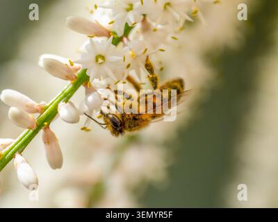 Un'industriosa Honey Bee, che impollina i fiori bianchi di una pianta di Cordyline Foto Stock