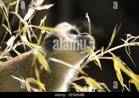 Scimmia grivet osservando con la testa inclinata verso l'alto in mezzo a uno sfondo scuro Foto Stock