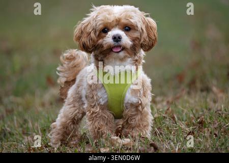 Bolonka Zwetna n. 1 Foto Stock