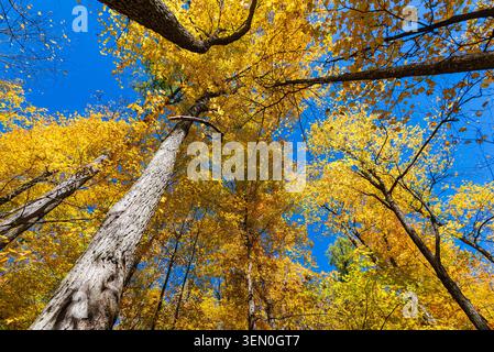 Alberi alti con foglie gialle vibranti contro un cielo blu brillante in un ambiente forestale. Foto Stock