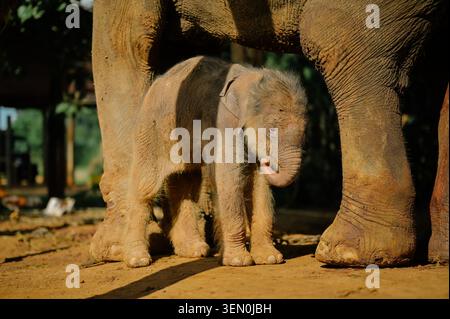 SURIN, THAILANDIA - Un primo piano di un neonato vulnerabile elefante asiatico in piedi in sicurezza tra le gambe della madre alla luce calda del sole a Ban Foto Stock