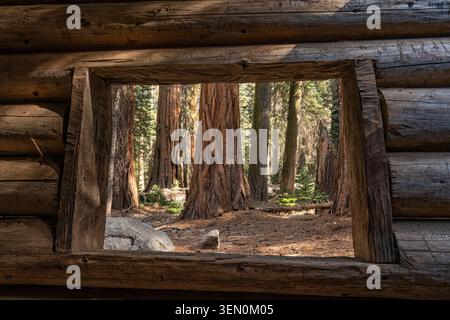 Vista di torreggianti alberi boschivi attraverso l'apertura della finestra di una rustica cabina in legno. Foto Stock