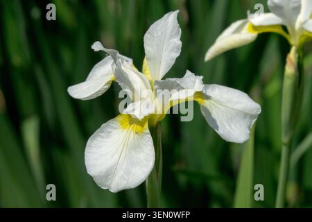 Iris siberiana, Iris sibirica "SnowCrest" Foto Stock