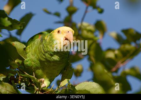 amazzonia dalla testa gialla arroccata tra il verde fogliame con un pezzo di mela nel becco Foto Stock