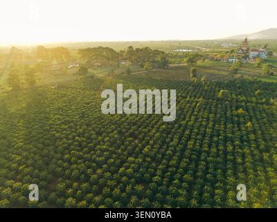 Vista aerea di vasti terreni agricoli verdi con edifici e alberi distanti al tramonto. Foto Stock