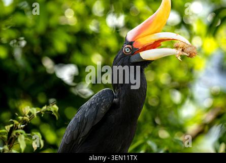 Rinoceronte Hornbill che tiene un pezzo di cibo nel suo grande becco in mezzo a Green Foliage Foto Stock