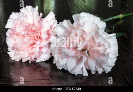 Un primo piano di un garofano in uno studio Foto Stock