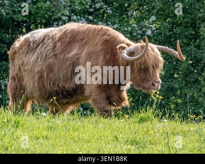 Vista laterale della mucca scozzese delle Highland nel verde pascolo Foto Stock