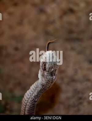 In uno zoo di serpenti a Swakopmund, in Namibia, mi sono imbattuto in questa velenosa mamba nera con una doppia lingua colorata. Foto Stock