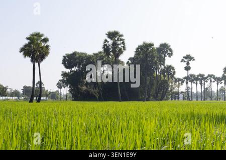 Rugiada sull'erba al mattino di sole con bellissimi alberi di plam sullo sfondo Foto Stock