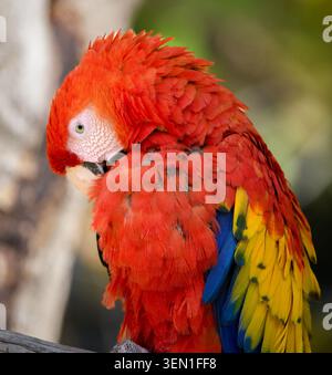 Scarlet Macaw da vicino con piume rosse brillanti e la testa infilata Foto Stock