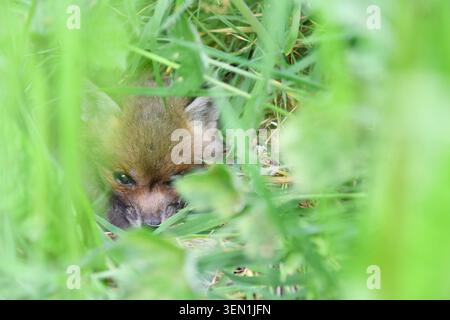Primo piano di un cucciolo di volpe rosso nascosto tra erba verde e vegetazione selvaggia, mostrando camuffamento e comportamento naturali. Foto Stock