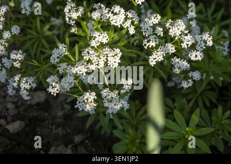 Linguetta a disco (Galium odoratum) Foto Stock
