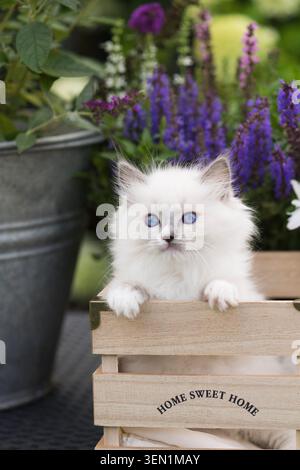 Ritratto di un gattino Ragdoll sulla terrazza fiorita Foto Stock