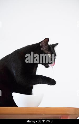 Gatto nero europeo Shorthair dopo aver mangiato Foto Stock