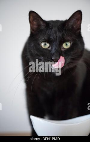 Gatto nero europeo Shorthair dopo aver mangiato Foto Stock