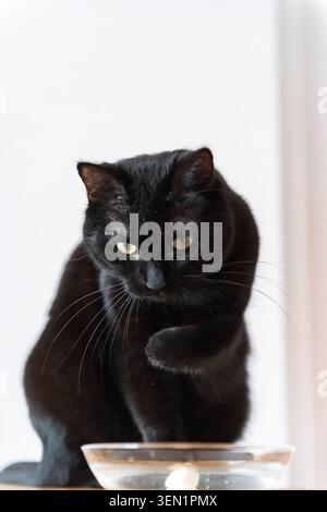 Gatto nero europeo Shorthair nella ciotola dell'acqua Foto Stock