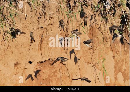 Sand Martin (Riparia riparia) adulti che prospediscono la sponda terrestre esposta sulla sponda del fiume per i siti di nido, fiume Whiteadder, Berwickshire, Scozia, maggio Foto Stock
