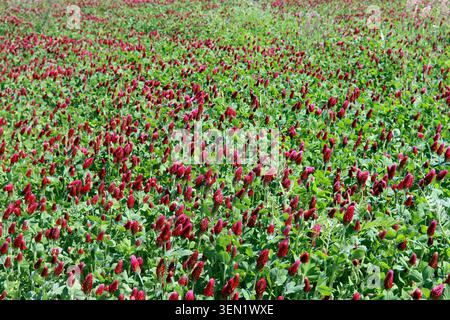 campo di trifoglio crimson Foto Stock