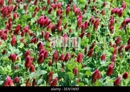 campo di trifoglio crimson Foto Stock