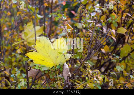 Foglia d'acero appassito adagiata in una siepe autunnale Foto Stock
