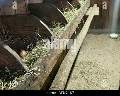 Le uova appena deposte giacciono nel fieno nel pollaio Foto Stock
