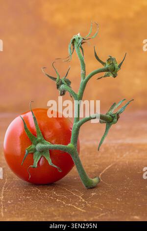 Gambo di pomodoro, pomodoro, natura morta Foto Stock