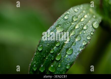 Foglie verdi bagnate ricoperte di gocce di rugiada mattutine Foto Stock