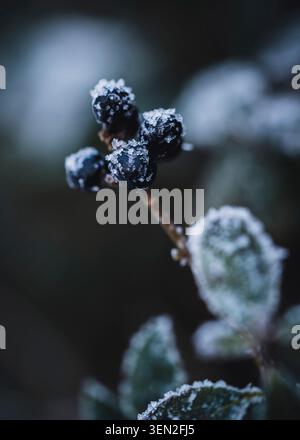 Gelare sulle bacche di un cespuglio di privet Foto Stock