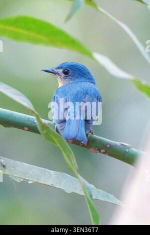 Himalayan Bluetail (Tarsiger Rufilatus) a Karnataka, India Foto Stock