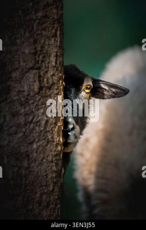 La pecora nera sembra curiosamente da dietro un tronco di albero Foto Stock